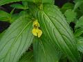 Konkan Yellow Balsam